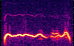 2018-05 Rondone 2018-05 n3 polyphonic call 0.4s - Spectrogram.jpg